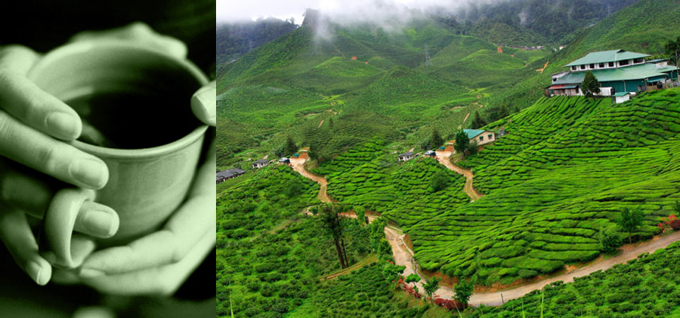 Ceylon Tea Benefits